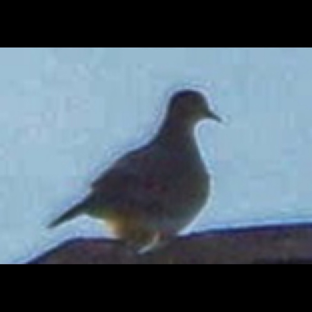 Picture of a Pigeon!